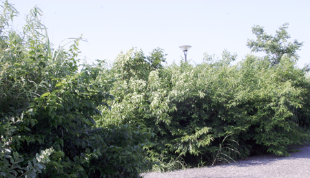 戸田川・西の森 植樹後
