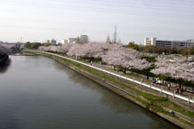 桜並木